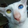 Марудний Кіт 🇺🇦 🇬🇧 🇺🇸's profile picture