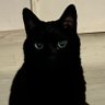Noah' ark's profile picture