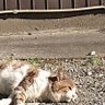 原田義久 profil fotoğrafı