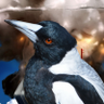 Magpies are best birbs's profile picture