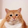 Profilbild von อิหยังวะเนี่ย•͈౿•͈