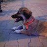 şah ve mat profil fotoğrafı