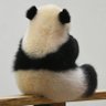 Profilbild von PANDA