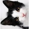Vera Adão😘🥂👪🌶🌶🐈💙's profile picture