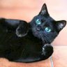 BICHITO MUSIC EL GATO's profile picture