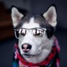 Vov-vov's profile picture
