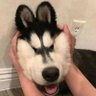 大叫驴 ががが 🇵🇭🇹🇼🇯🇵🇺🇦's profile picture