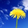 Dandelion 的头像