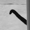 狸狸狸子 profil fotoğrafı