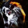 Lucid Dreamer profil fotoğrafı