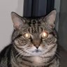 Profilbild von Mr ₿linkx ⚡💎🐯 ∞/fixed