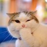 КК profil fotoğrafı