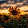Max R. Collada profil fotoğrafı