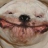 Dogman 的头像