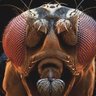 Фото профиля Droso