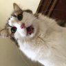 Mila ve Cadı Sila Topaçgil Şapşikgöbük Kardeşler's profile picture