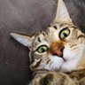 Gündemi takip edemiyorum's profile picture