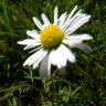 Love Anddaisypetals's profile picture
