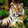 Profilbild von cedartiger