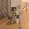 Sammy profil fotoğrafı