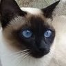 Profilbild von Boubou Jaja