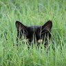 Lurking's profile picture