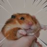 Block 的头像