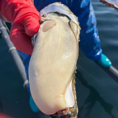 カネキ水産🦪's profile picture