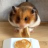 🥞 🐹's profile picture