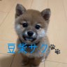 豆柴サク🐾柴犬リク🐾's profile picture