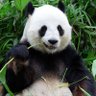 Panda's profile picture