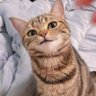 THT profil fotoğrafı