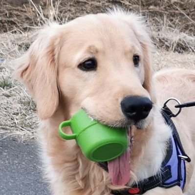 fortegolden's profile picture