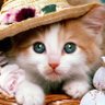 The Internet of Cats 🐈🐈⬛'s profile picture