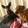 Фото профиля Dogfluencer