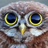 Голова профессора Доуэля profil fotoğrafı