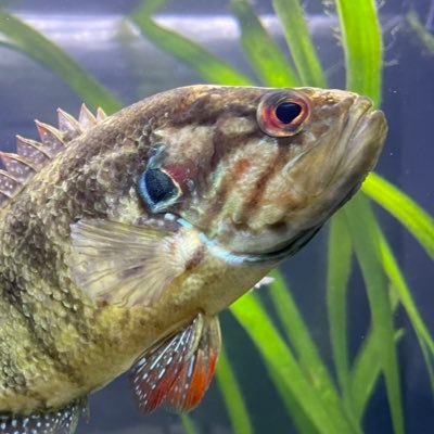 なゆ🐟's profile picture