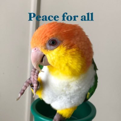 saqu_ma's profile picture