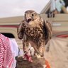 منصور الشراري profil fotoğrafı