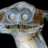 Duff Brainard profil fotoğrafı