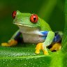 Mr.FROGGY's profile picture