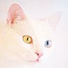 WarriorCat's profile picture