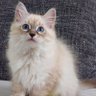 Cat O'Ghyll profil fotoğrafı