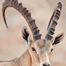 Profilbild von ABU IBRAHEEM