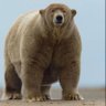 Reid Bear ๐ป's profile picture