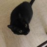 Profilbild von pat lechat