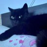 Černá kočka's profile picture