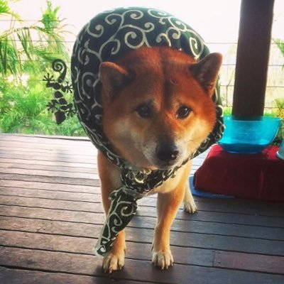 トラゴマ's profile picture
