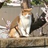 かずウェスト's profile picture