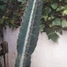 erpesaoderpueblo profil fotoğrafı